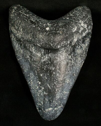 Bargain Megalodon Tooth - Venice, FL #5398